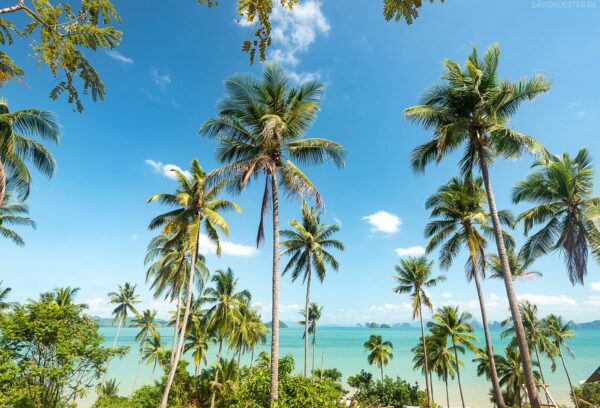 Palmen Idylle mit Blick auf Phang Nga Bucht,  Koh Yao Noi, Thailand
