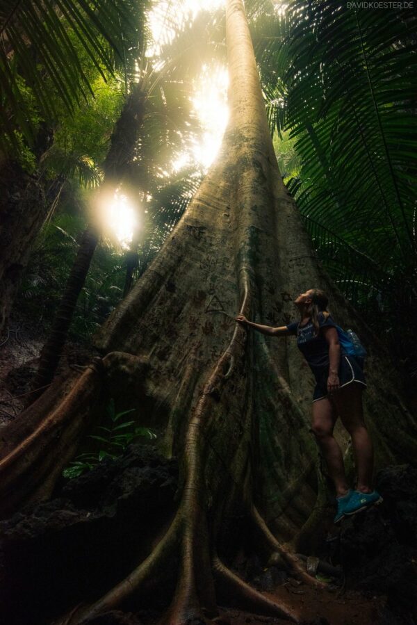 Urwald bei Krabi, Thailand