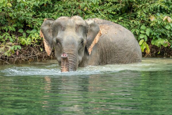 Wilder Elefant beim Bad, Khao Sok Nationalpark, Thailand