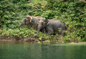 Wilde Elefanten im Khao Sok Nationalpark, Thailand