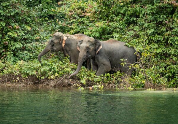 Wilde Elefanten im Khao Sok Nationalpark, Thailand