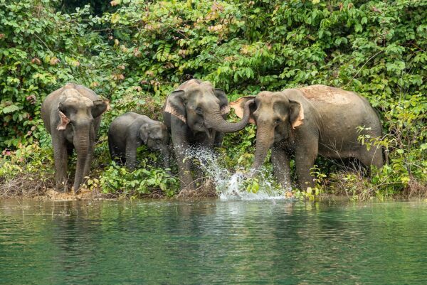 Elefanten Familie im Khao Sok Nationalpark, Thailand