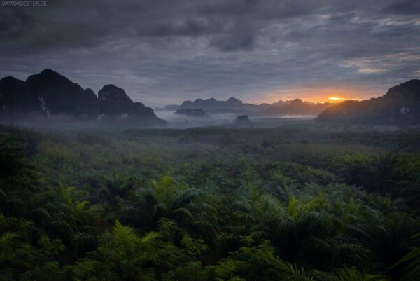 Sonnenaufgang im Urwald, Khao Sok Nationalpark, Thailand