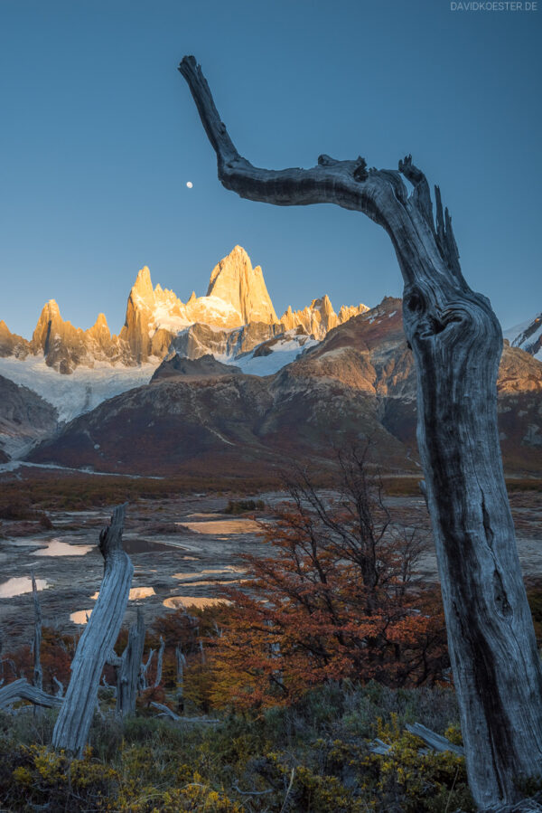 Patagonien - Baumskelette und Moor am Fitz Roy