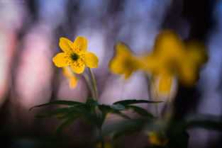 Blumenmakro, Rabeninsel, Halle