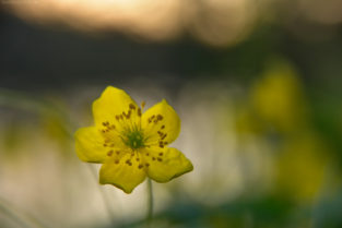 Blumenmakro, Rabeninsel, Halle