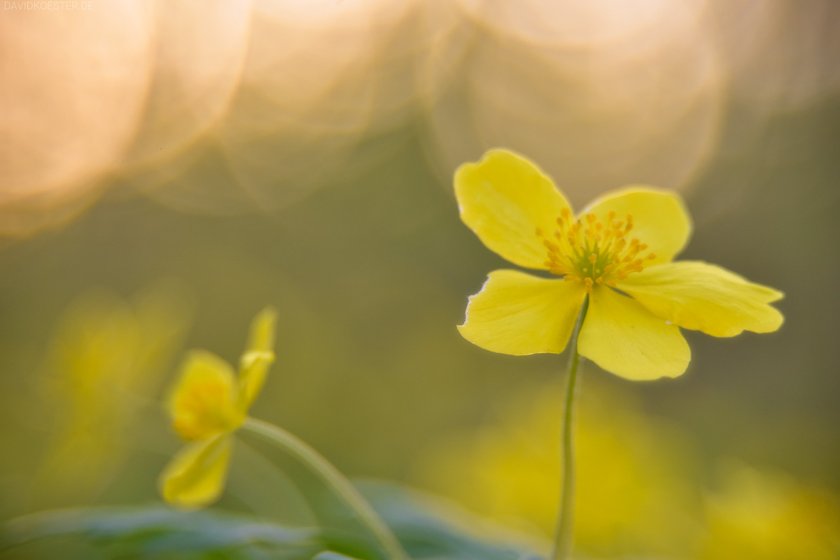 Blumenmakro, Rabeninsel, Halle