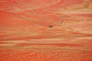 Die Wüste blüht, Namib-Naukluft-Nationalpark, Namibia