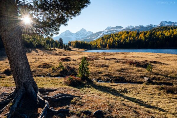 Schweiz - Herbstliches Moor am Stazersee, St. Moritz