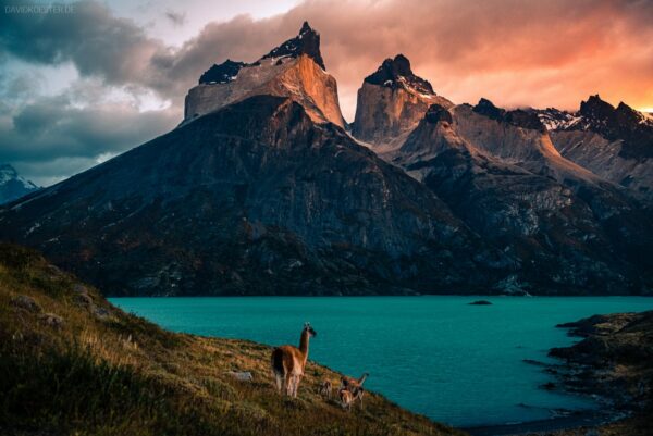 Patagonien - Vikunjas am Lago Nordenskjöld, Torres del Paine Nationalpark, Chile