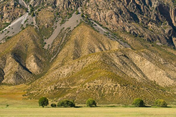 Kirgistan - Bäume im Tian Shan