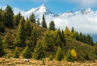 Dolomiten - Pferd im Hochmoor, Vinschgau, Südtirol