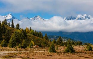 Dolomiten - Pferde im Hochmoor bei Panzersperre Plamort, Vinschgau, Südtirol
