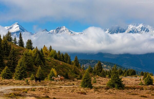 Dolomiten - Pferde im Hochmoor bei Panzersperre Plamort, Vinschgau, Südtirol