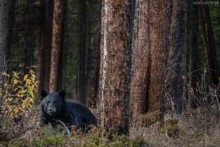 Kanada - Schwarzbär im Jasper Nationalpark