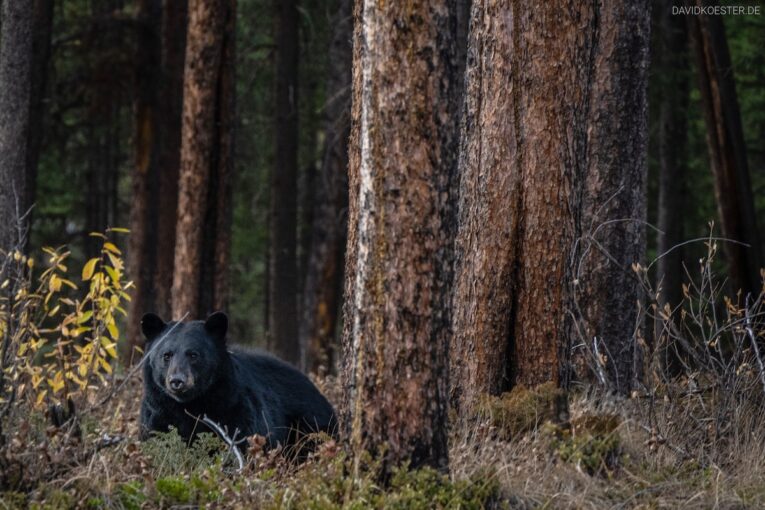 Kanada - Schwarzbär im Jasper Nationalpark