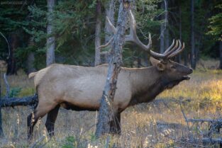 Kanada - Wapiti Hirsch (Elk)