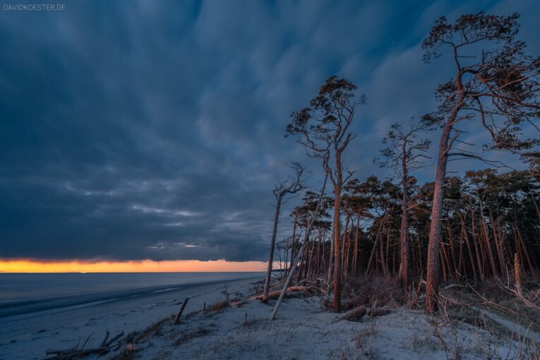 zingst-darss-weststrand-windflüchter