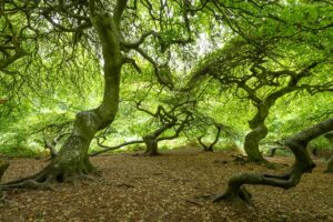 Deutschland - Insel Rügen, Hexenwald Lietzow