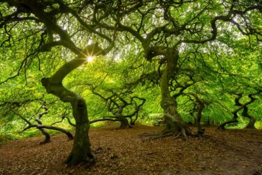 Insel Rügen - Hexenwald Lietzow