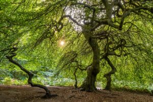 Deutschland - Insel Rügen, Hexenwald Lietzow
